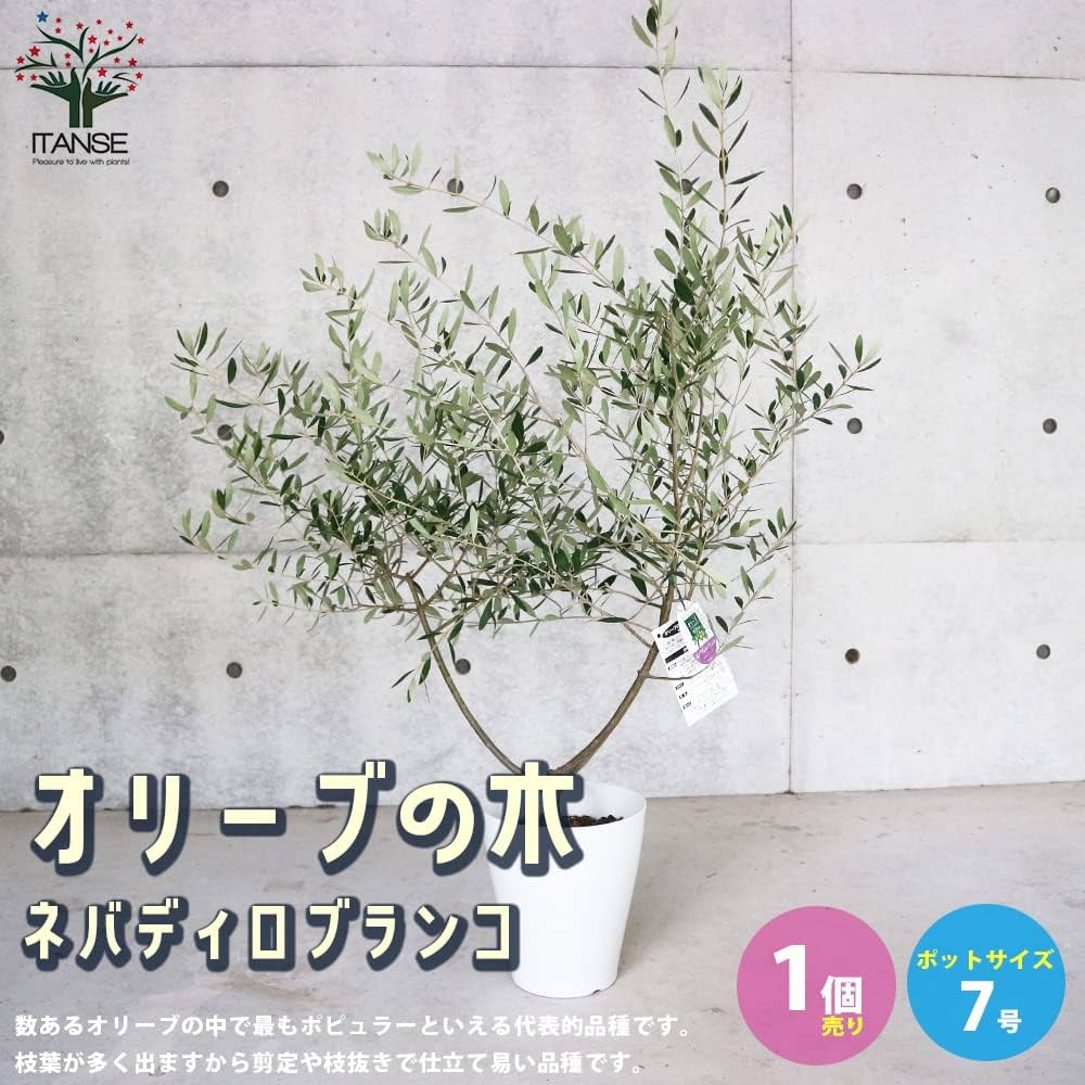 Amazon.co.jp: オリーブの苗木 品種：ネバディロブランコ 7号白