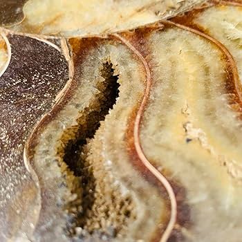 Amazon.co.jp: 超巨大級玄関映え浄化茶色 マダガスカル産 アンモナイト