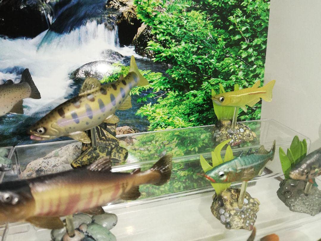 Amazon.co.jp: ユージン 原色淡水魚図鑑Ⅰ 初版 全16種 フル