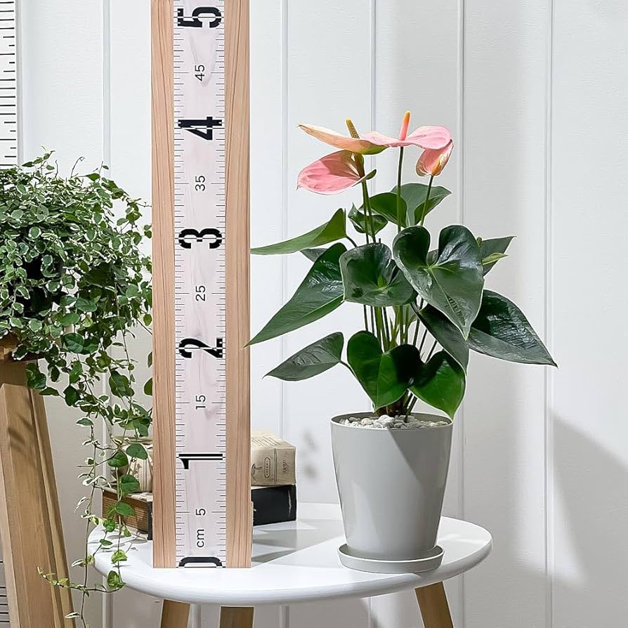 Amazon｜PLANCHU 観葉植物 アンスリウム スイートドリーム 4号鉢