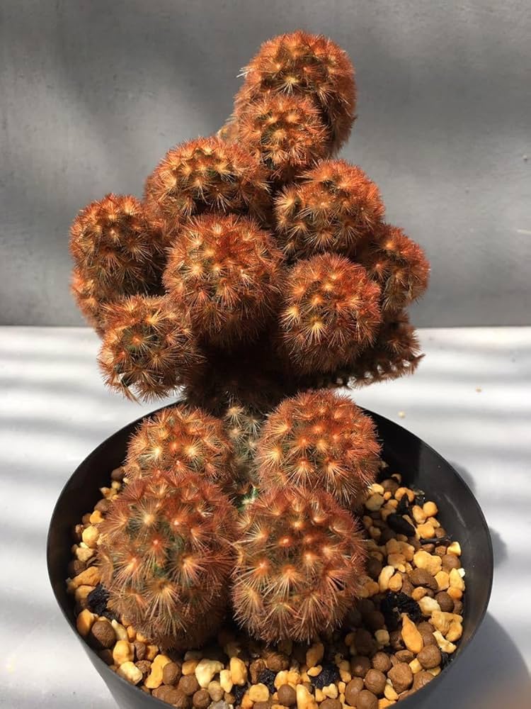 Amazon.co.jp: マミラリア赤刺カルメナエ 群生輸入株 Mammillaria