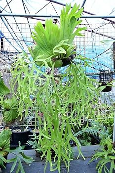 Amazon.co.jp: P.coronarium dwarf spored① @bikamori com