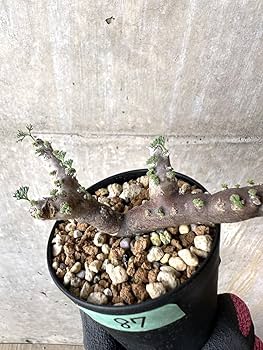 Amazon｜【現品限り】サルコカウロン・ムルチフィズム 現地株 おそらく