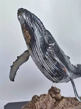 Amazon | XIFU 1/35 サイズ 限定版 ザトウクジラ 座頭鯨 大きい 鯨類