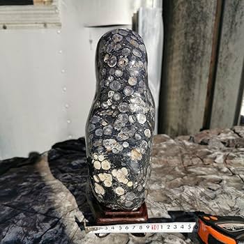 Amazon.co.jp: 東北産 梅花石 6.7キロ 鑑賞石 石 置物 オブジェ