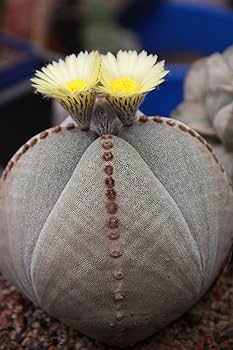 Amazon | 【種子】Astrophytum Myriostigma◇アストロフィツム・鸞鳳玉