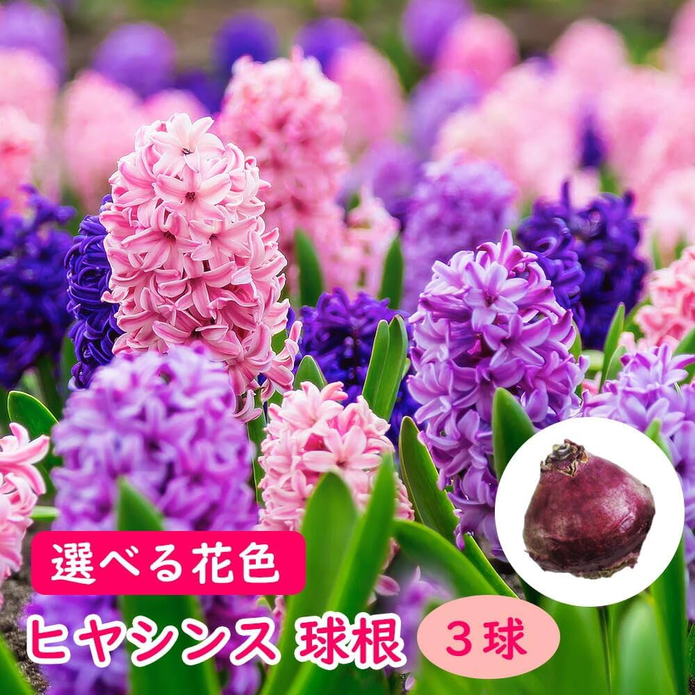 Amazon.co.jp: 選べる花色「 ヒヤシンス 球根 【 紫花(ブルー