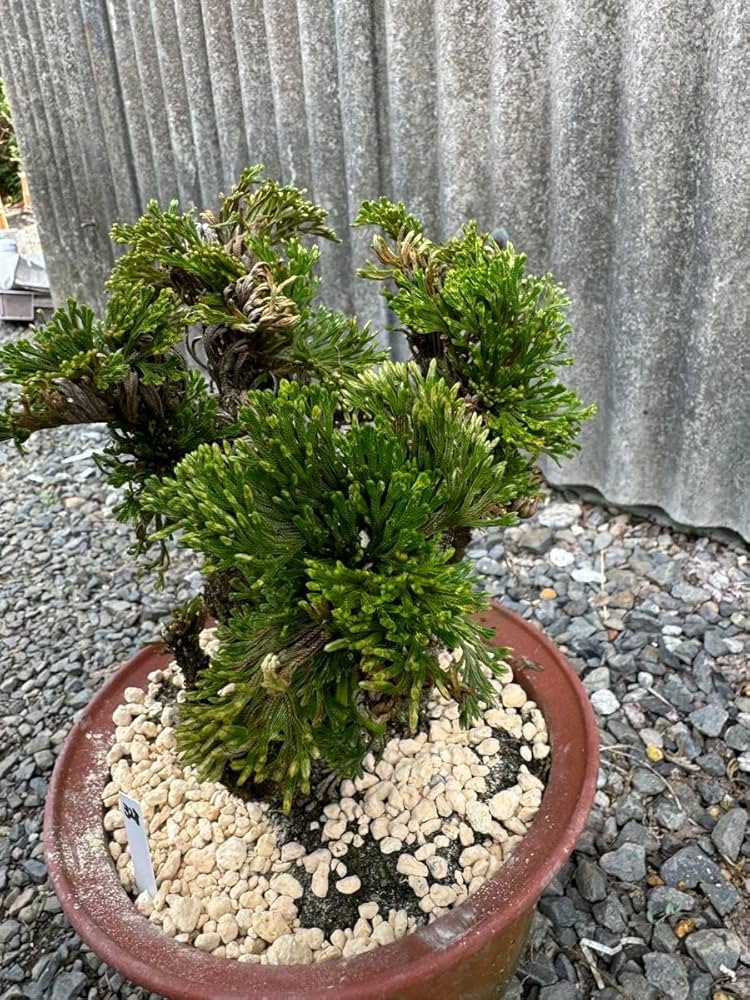 Amazon.co.jp: 30年物 岩松 イワヒバ 岩ヒバ 盆栽 山野草 高山植物 328