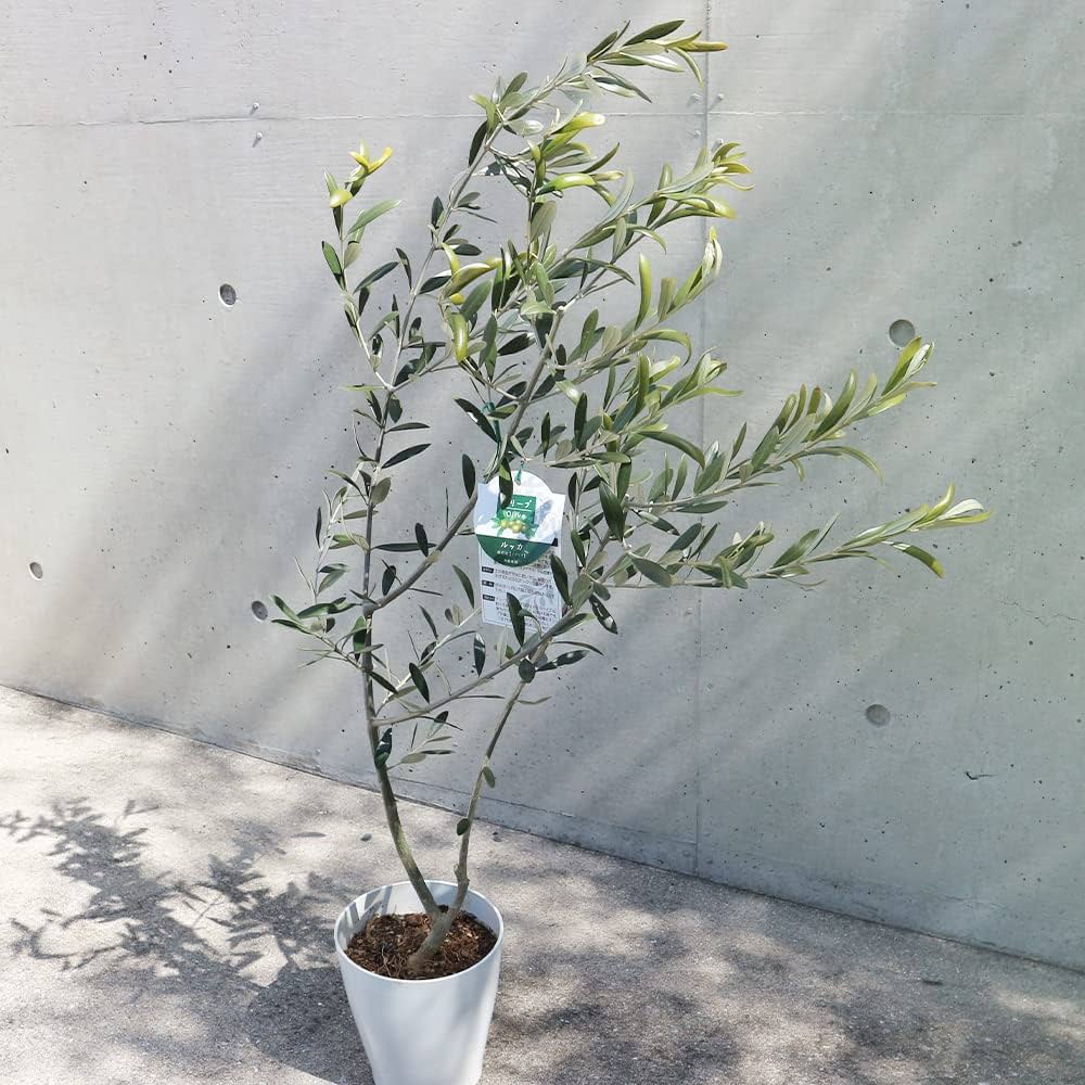 Amazon.co.jp: オリーブの苗木 品種：ルッカ 6号白テーパード鉢 M