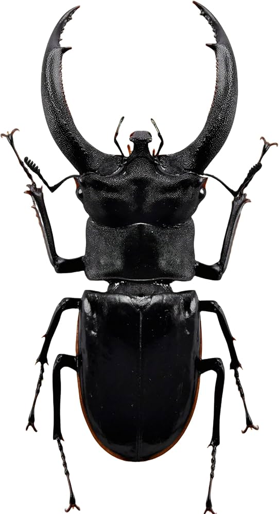 Amazon | BACALYSO | 涅槃 リノケロスフタマタクワガタ フィギュア
