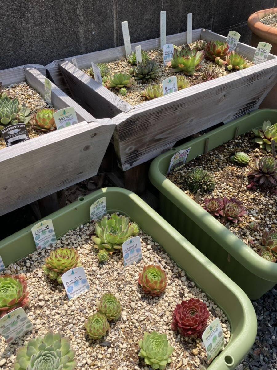 Amazon.co.jp: 多肉植物 センペルビウム 10種お名前付き : ホーム