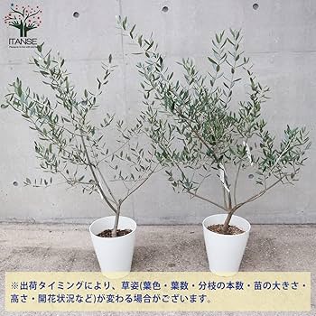 Amazon.co.jp: オリーブの苗木 品種：ルッカ 7号白テーパード鉢【品種