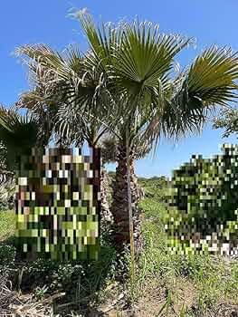 71WQDBwYvzL._AC_UF350,