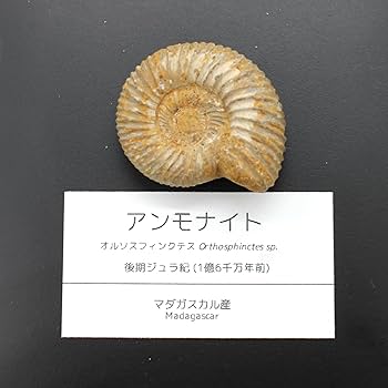 Amazon | つくしサイエンス アンモナイト化石 オルソスフィンクテス