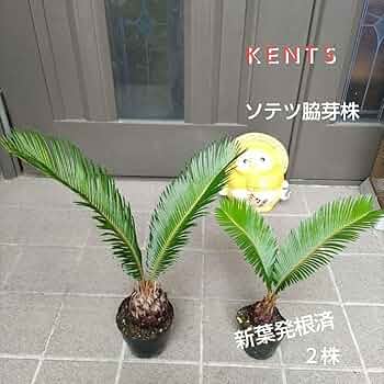 71XooVvH7YL._AC_UF350,