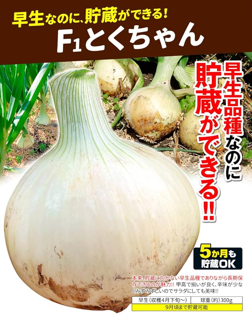 Amazon.co.jp: 玉ねぎ苗（早生）F1とくちゃん 1000本 / 国華園 25年秋
