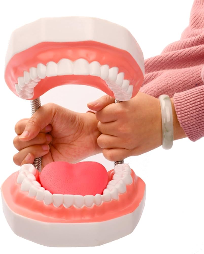 Amazon.co.jp: Asdays 歯形 模型 歯磨き 練習 教育 指導 説明 開閉式