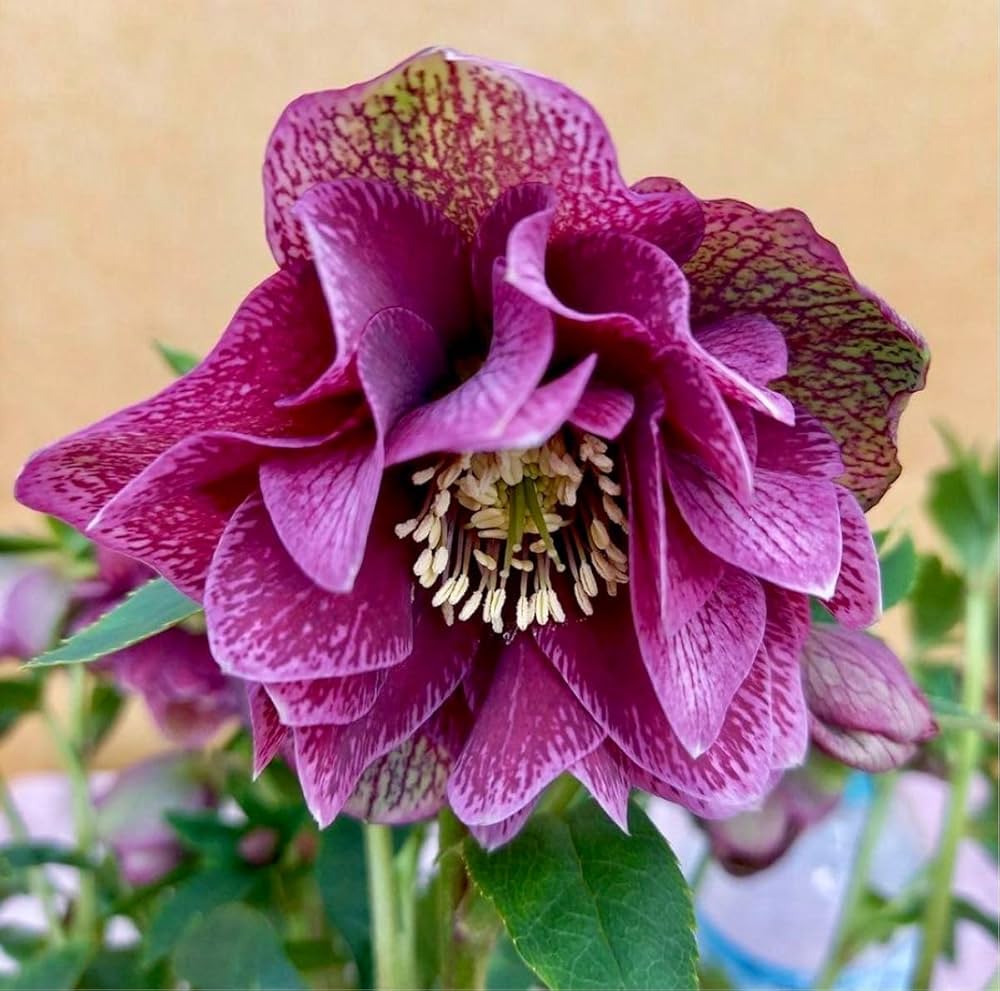 ムック様ご購入苗✿㉕-306✿㉕-317㉕-564クリスマスローズ