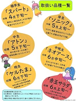 Amazon.co.jp: 玉ねぎ苗 10本～ 令和6(2024)年産 (アトン(中生)【大玉