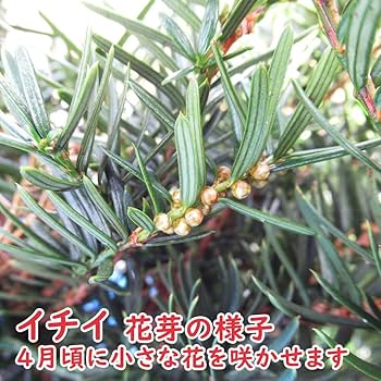 Amazon.co.jp: 「 イチイ 根巻株 【1株】」 樹高約100cm 苗 苗木