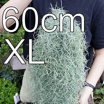 Amazon.co.jp: 特大サイズのスパニッシュモス （60cm over