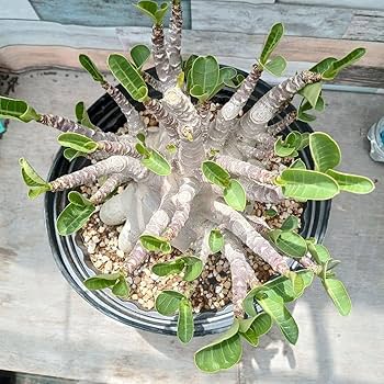 Amazon.co.jp: アデニウム ドワーフ v2 ハック 塊根植物 コーデックス