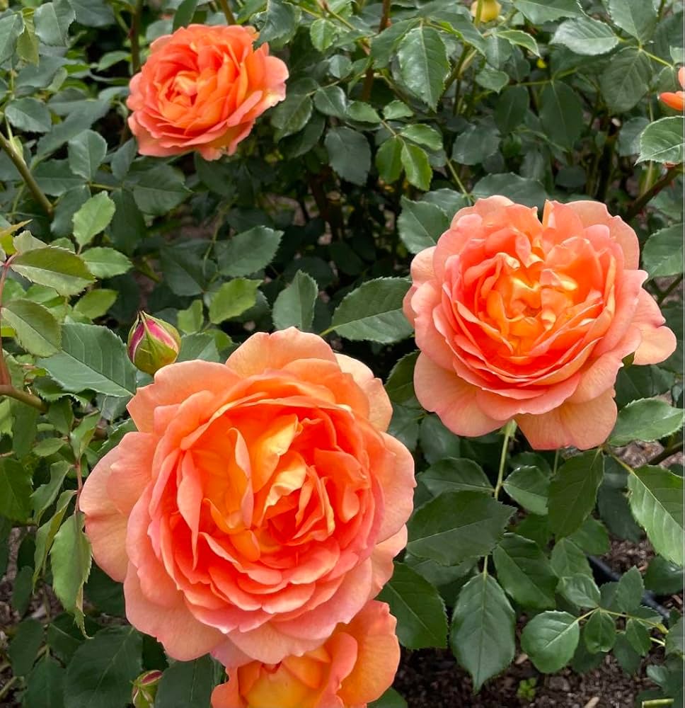 Amazon.co.jp: バラ苗四季咲きつる薔薇（立木可能）オレンジ ローズ