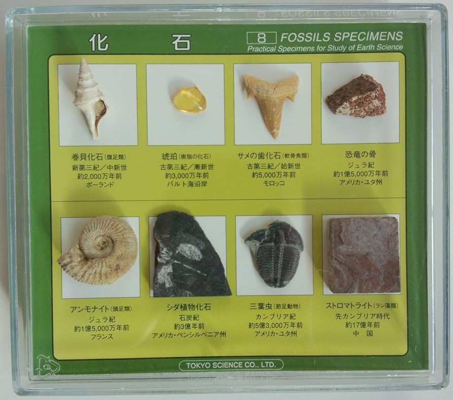 Amazon | 東京サイエンス 化石標本8種 （巻貝化石、琥珀、サメの歯化石