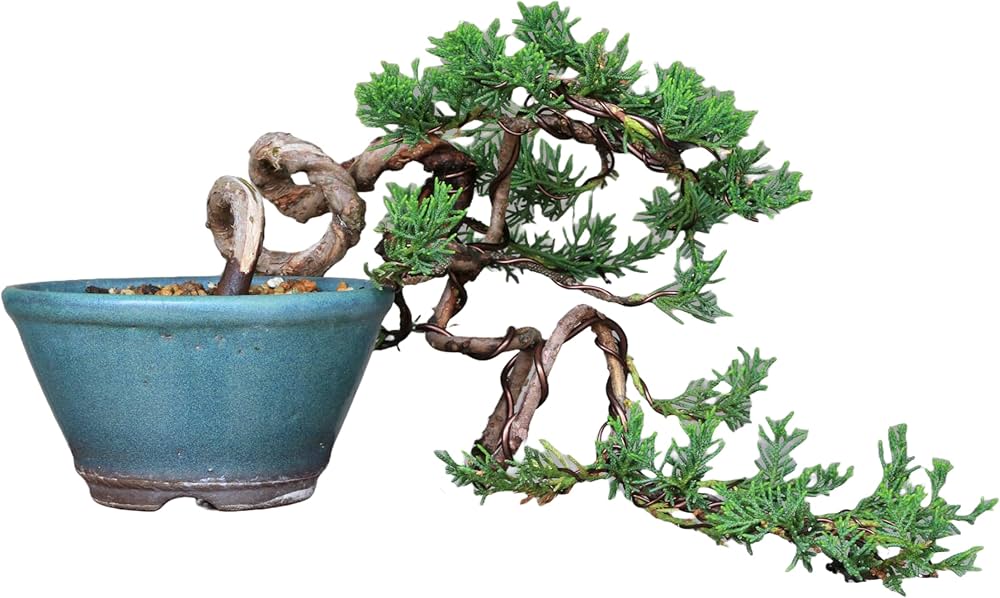 Amazon.co.jp: 四国真柏 懸崖づくり 小品盆栽 【泰寿園 Online】 : DIY