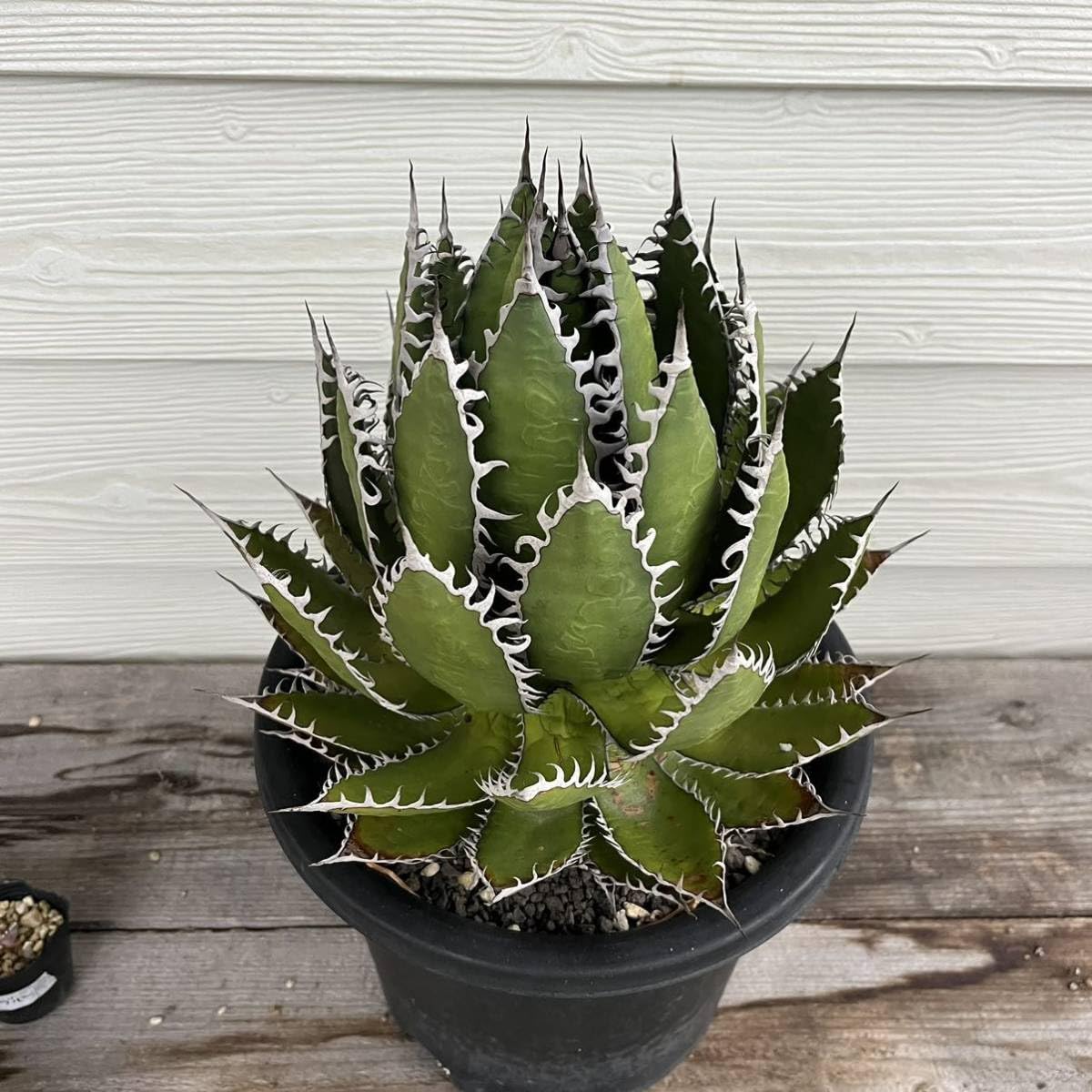 Amazon.co.jp: アガベ ホリダ カリフォルニア産 国内育成4年 オアハカ