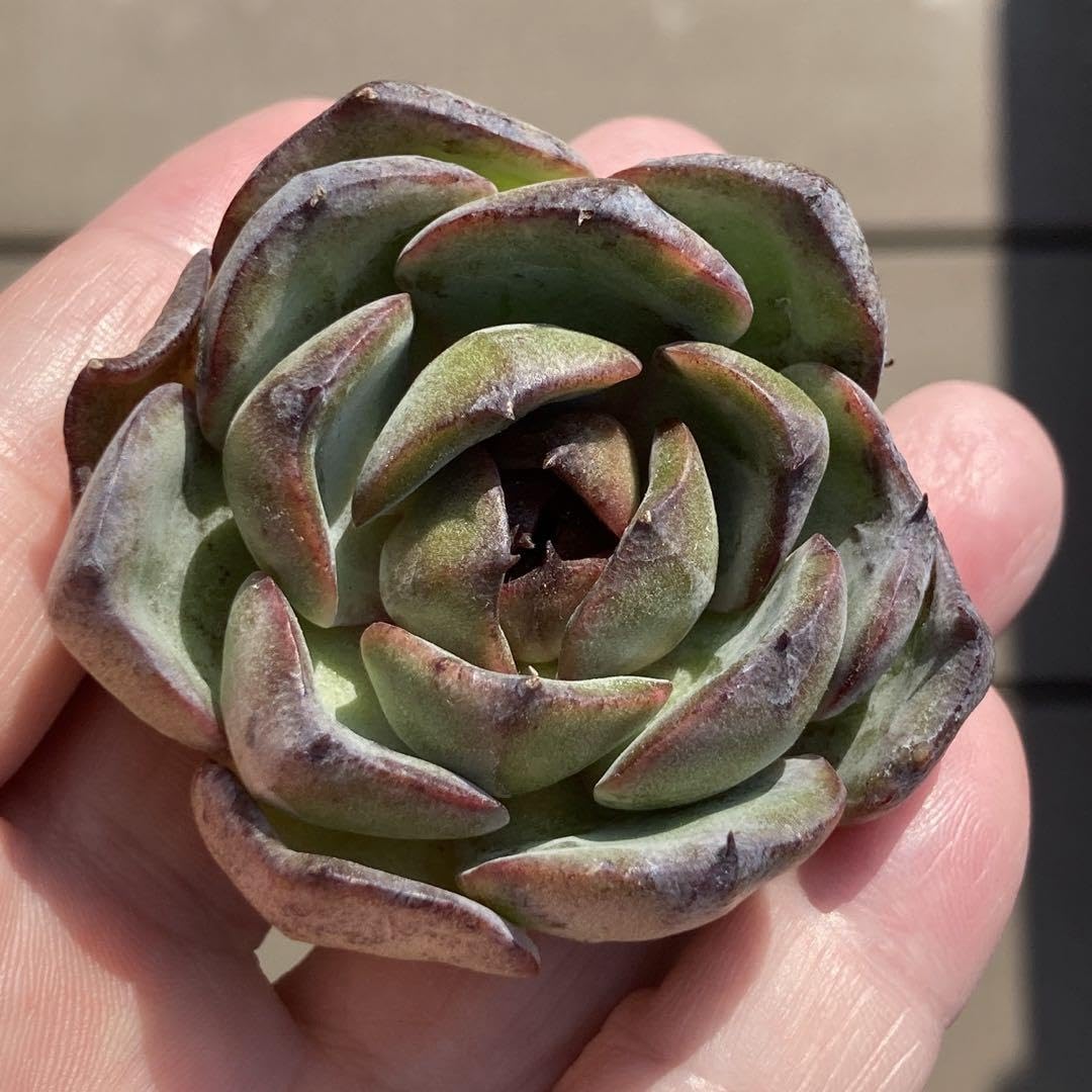 Amazon.co.jp: エケベリア 韓国苗 ブラックタン 多肉植物 : おもちゃ