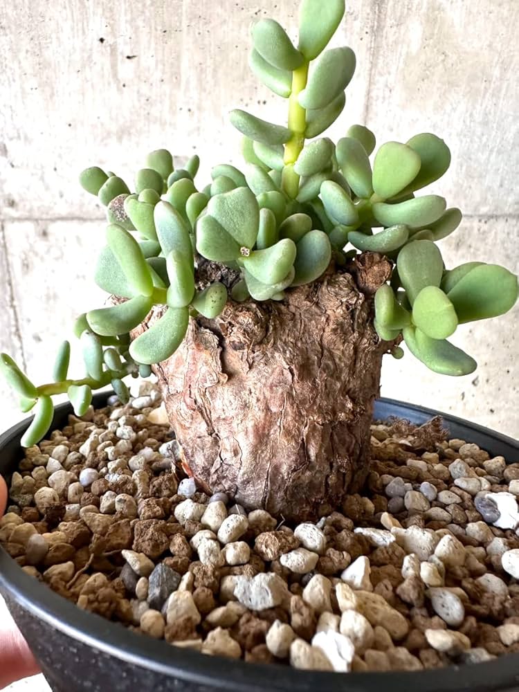 Amazon｜【現品限り】ケラリア・ピグマエア【D54】 Ceraria pygmaea