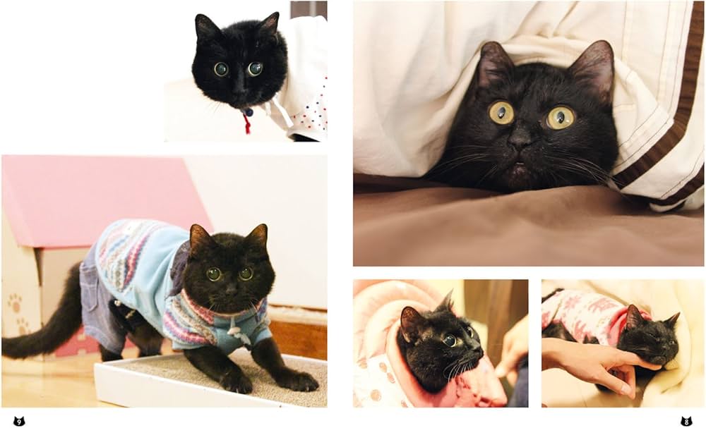 Amazon.co.jp: それでも人を信じた猫 黒猫みつきの180日 : 咲 セリ: 本