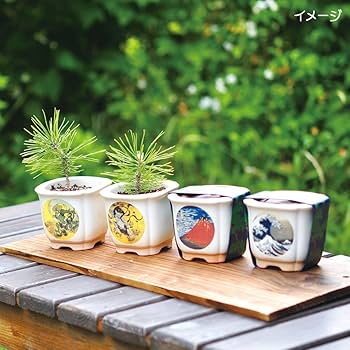 Amazon.co.jp: Seishin Pottery Japan Bonsai Namifuji Kuromatsu GD