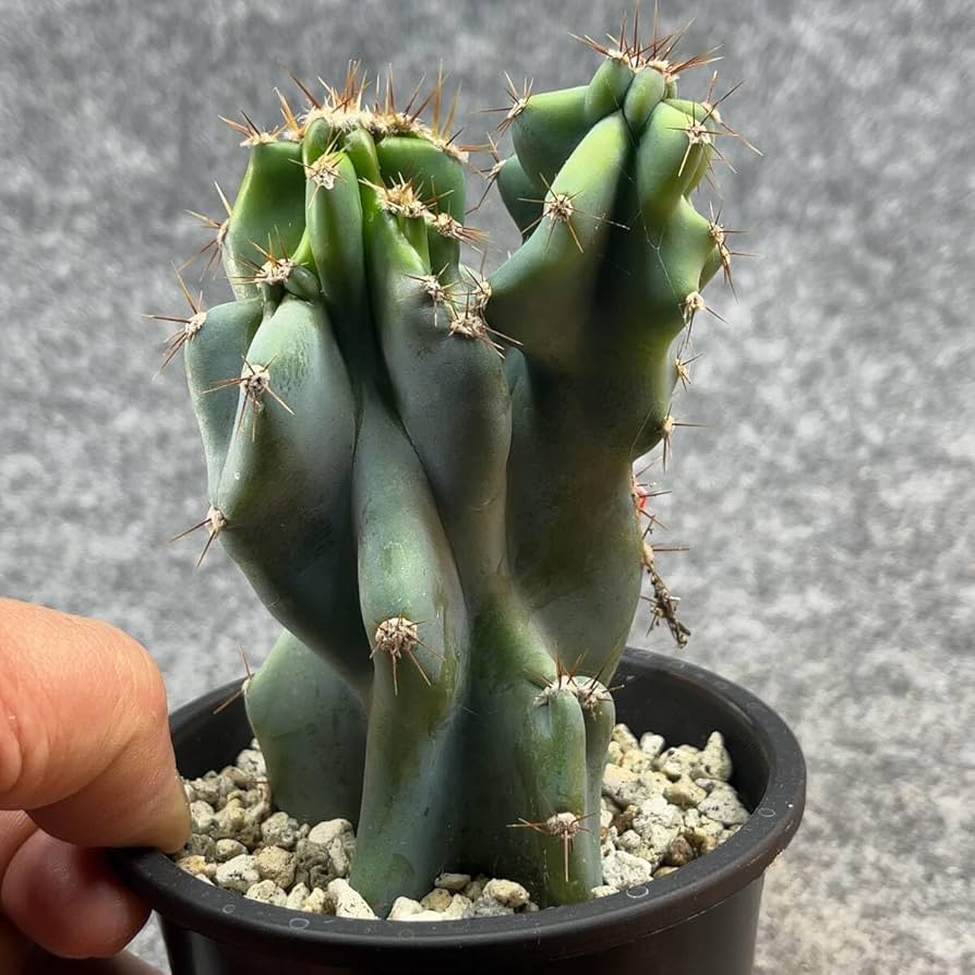 Amazon.co.jp: 鉢ごと発送セレウス 岩石獅子 Cereus jamacaru3.5号鉢