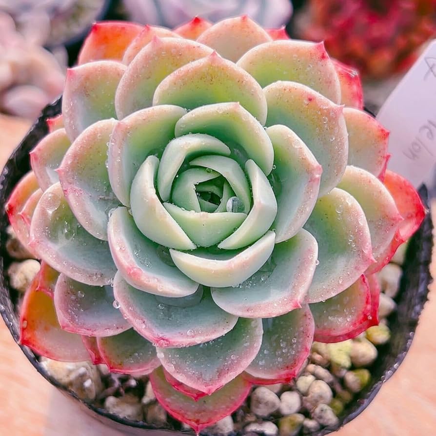 Amazon.co.jp: D！！多肉植物 メロン 特大 韓国苗 美苗 農園直売 観葉