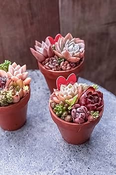 Amazon｜多肉植物 寄せ植え 苗 かわいい器に寄せ植えされた多肉植物