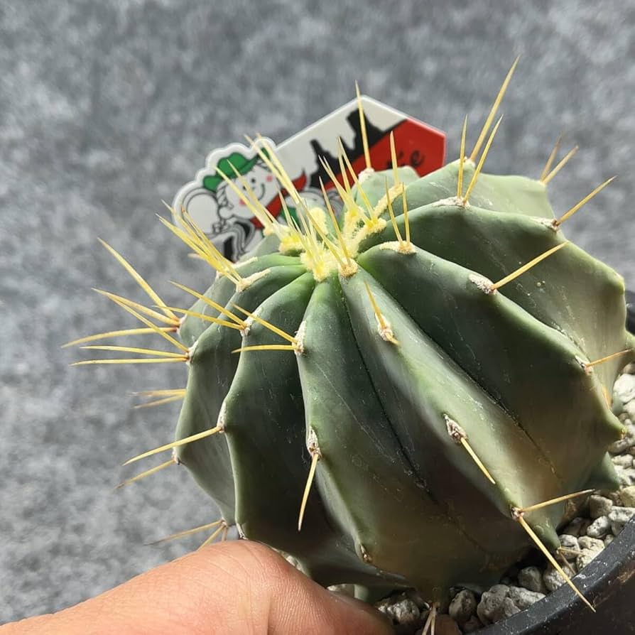 Amazon.co.jp: 鉢ごと発送フェロカクタス 刺無王冠竜 Ferocactus
