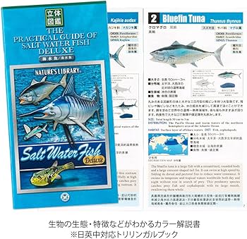 Amazon.co.jp: カロラータ 海水魚 立体図鑑 (15種 / スタンド・解説書