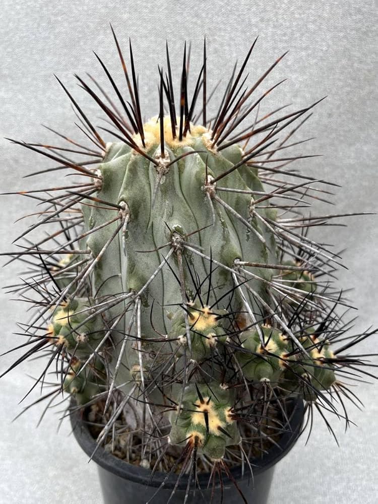 Amazon.co.jp: サボテン 多肉植物 コピアポア 黒士冠 台付き 抜き苗