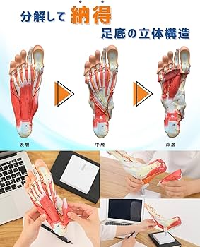 Amazon.co.jp: KIYOMARU 足部解剖模型 10パーツ 等身大 軟部組織付き