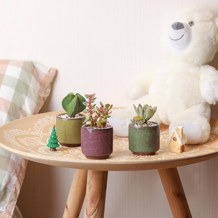 Amazon.co.jp: T4U 6cm 多肉植物鉢 サボテン鉢 氷裂釉 陶器 植木鉢 2号