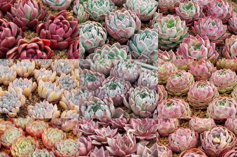 Amazon｜エケベリア 多肉植物 おまかせ韓国苗5種類セット 観葉植物