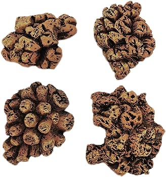 Amazon.co.jp: 2 恐竜の糞の化石 - 恐竜のうんち標本の化石,希少な先史