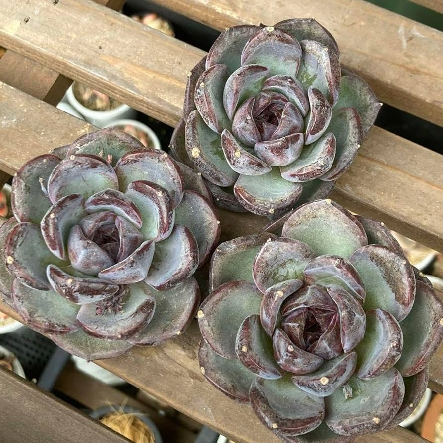 Amazon.co.jp: エケべリア 韓国苗 ブラックローズ 中苗 多肉植物 : DIY