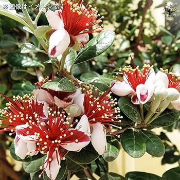 Amazon.co.jp: ITANSE フェイジョア クーリッジ 1年生 挿し木苗