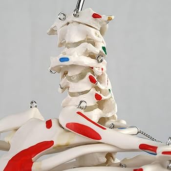 Amazon.co.jp: 小型全身骨格模型 - ショーティー・1/2縮尺型全身骨格