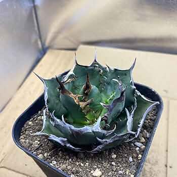 71ictZ-AIBL._AC_UF350,