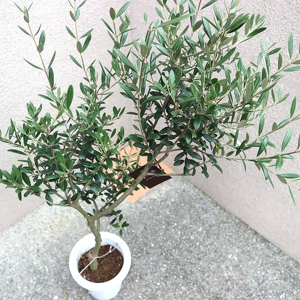 Amazon.co.jp: 「マンザニロ」オリーブ 苗木 7号鉢(5年生挿し木苗/幹が