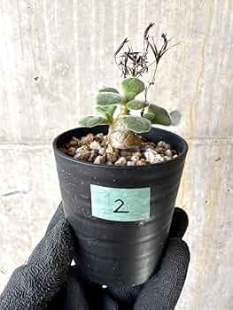 71j0E0B0tEL._AC_UF350,